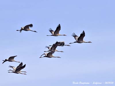 dossier-grues-petit-groupe-1.jpg