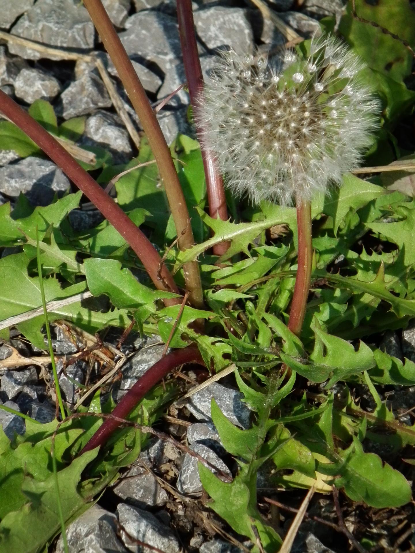 Pusteblume mit tautropfen